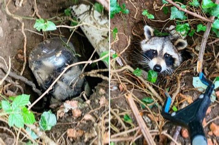 
Animal rescuers save raccoon with peanut butter jar stuck on its head 